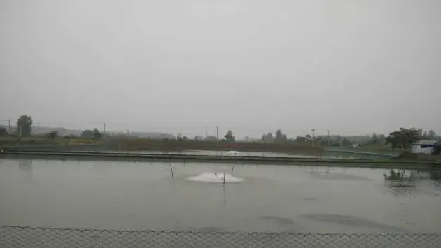 河蟹养殖中后期缺氧死亡？很可能跟水草有大关系