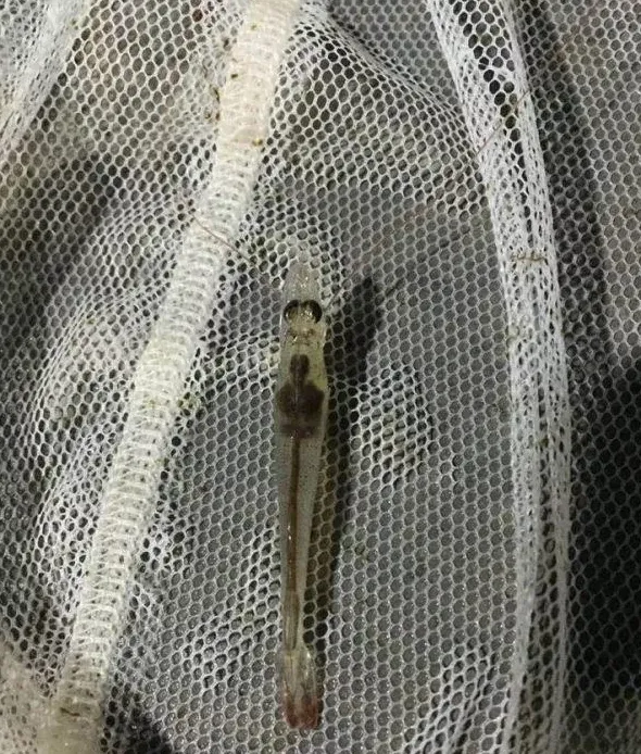 秋风起，弧菌成为南美白对虾养殖的头等大敌