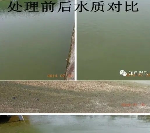 光合细菌在水产养殖过程中的作用，你都知道吗