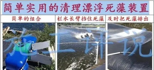 全国大面积高温天气，光照太长太强，池塘死藻多发的问题怎么解决？