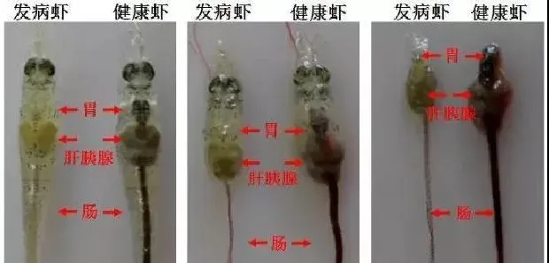 科普 | 重要水生动物疫病防控常识（虾类）