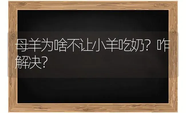 母羊为啥不让小羊吃奶？咋解决？ | 家畜养殖