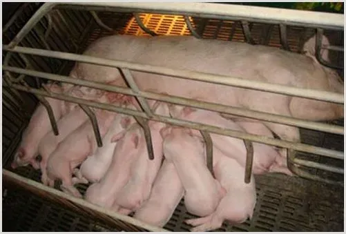 母猪二胎综合征发生的原因及治疗方法 | 养殖知识