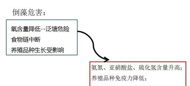 稳定池塘藻相稳定水质的方法及标准