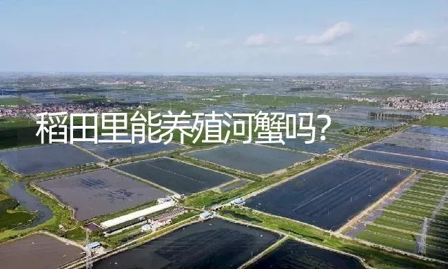 稻田里能养殖河蟹吗？ | 淡水养殖