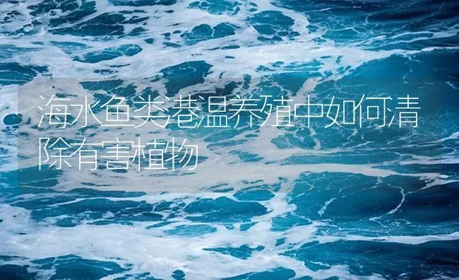 海水鱼类港温养殖中如何清除有害植物 | 海水养殖