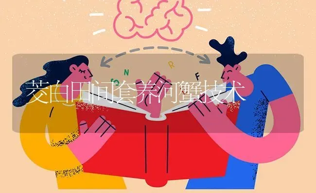茭白田间套养河蟹技术 | 淡水养殖