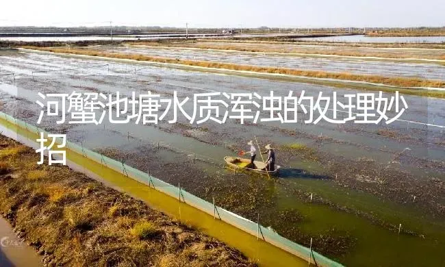 河蟹池塘水质浑浊的处理妙招 | 淡水养殖