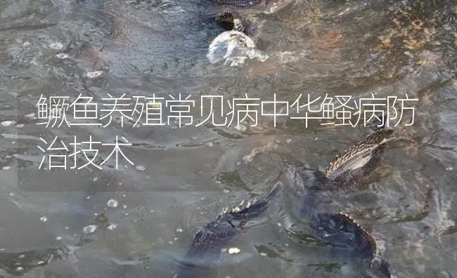 鳜鱼养殖常见病中华鳋病防治技术 | 淡水养殖