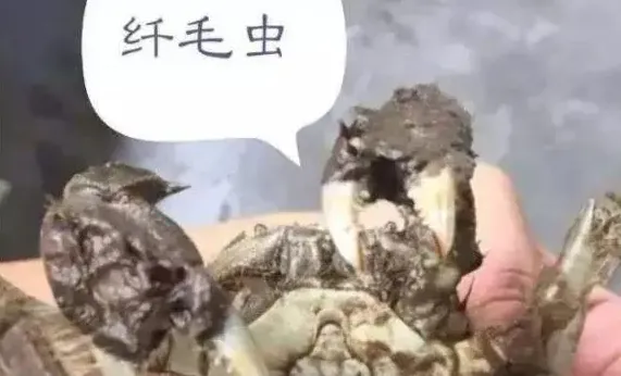 河蟹纤毛虫该如何应对？