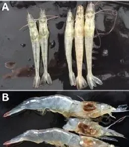 科普 | 重要水生动物疫病防控常识（虾类）