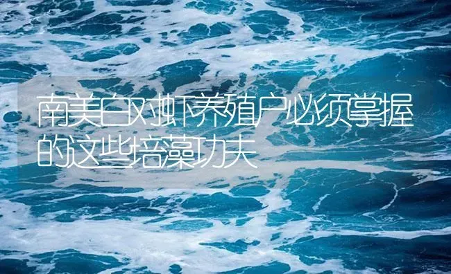 南美白对虾养殖户必须掌握的这些培藻功夫 | 海水养殖