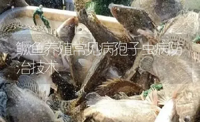 鳜鱼养殖常见病孢子虫病防治技术 | 淡水养殖