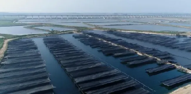 海参再度夏，养殖户要防的不止是高温？