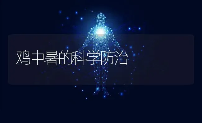 鸡中暑的科学防治 | 家禽养殖