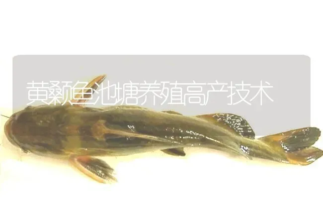 黄颡鱼池塘养殖高产技术 | 淡水养殖