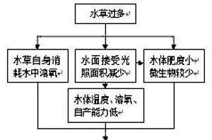 黑鱼养殖科学解读