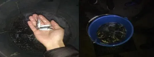 2019年春季加州鲈鱼苗的养殖记录