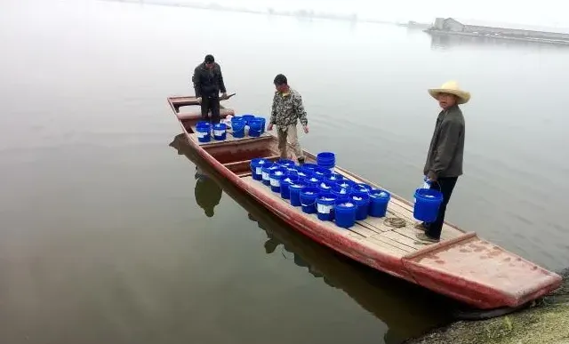 禁止施用化肥后大水面养殖户如何选择性价比高的肥水产品