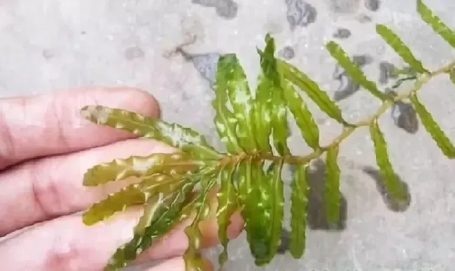 麦黄草在小龙虾养殖中的应用