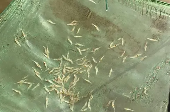 脊尾白虾种虾塘养殖管理