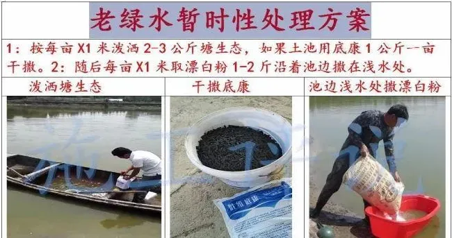 全国大面积高温天气，光照太长太强，池塘死藻多发的问题怎么解决？