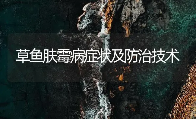 草鱼肤霉病症状及防治技术 | 养殖病虫害防治