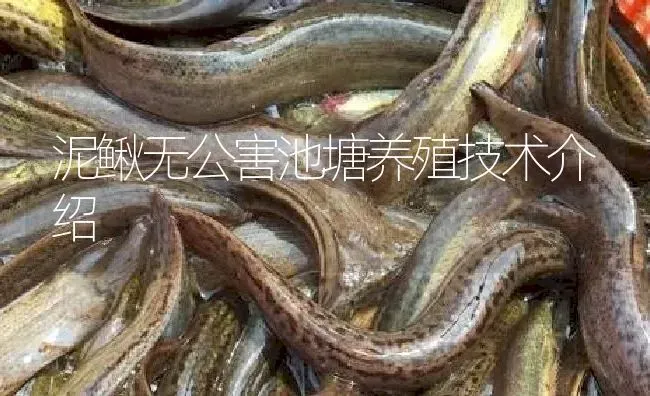 泥鳅无公害池塘养殖技术介绍 | 淡水养殖