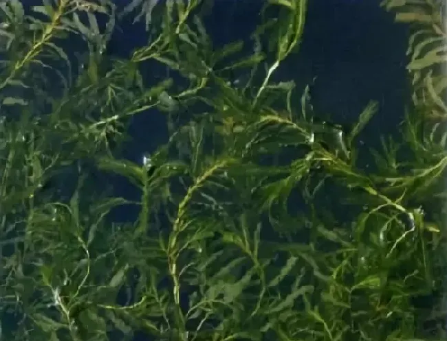 麦黄草在小龙虾养殖中的应用