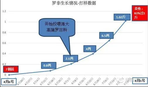 罗非鱼7朝苗养殖四个月八成以上鱼超过一斤