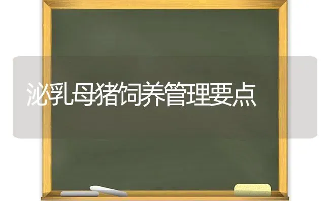 泌乳母猪饲养管理要点 | 家畜养殖