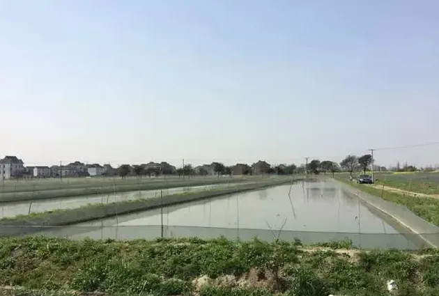 台湾泥鳅池塘生态养殖技术