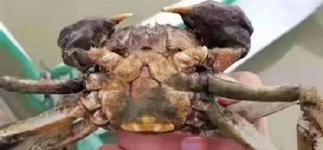 河蟹纤毛虫该如何应对？