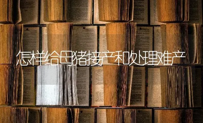 怎样给母猪接产和处理难产 | 家畜养殖