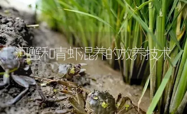 河蟹和青虾混养的放养技术 | 淡水养殖