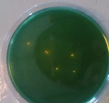 益倍康•噬菌专用在虾苗场的使用效果