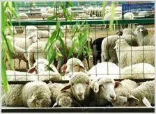技术集成创新助推肉羊产业提质增效 | 农业养殖科普