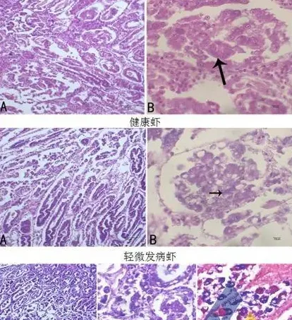 [每周一例]“白便”南美白对虾感染虾肝肠胞虫，“慢食”、死亡