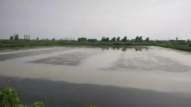 河蟹养殖中后期缺氧死亡？很可能跟水草有大关系