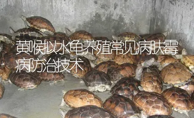 黄喉拟水龟养殖常见病肤霉病防治技术 | 淡水养殖