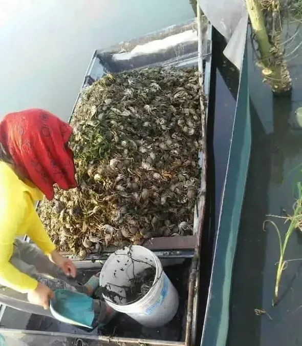 河蟹养殖中后期缺氧死亡？很可能跟水草有大关系