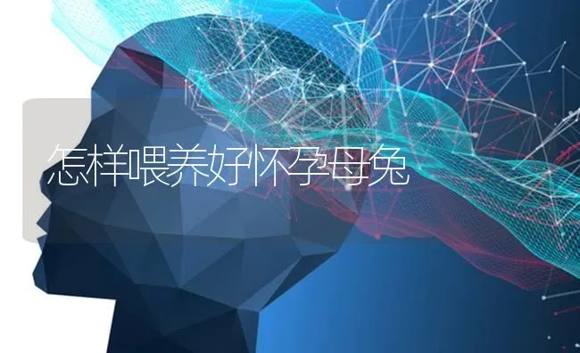 怎样喂养好怀孕母兔 | 家畜养殖