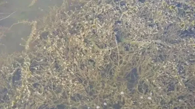 河蟹养殖中后期缺氧死亡？很可能跟水草有大关系