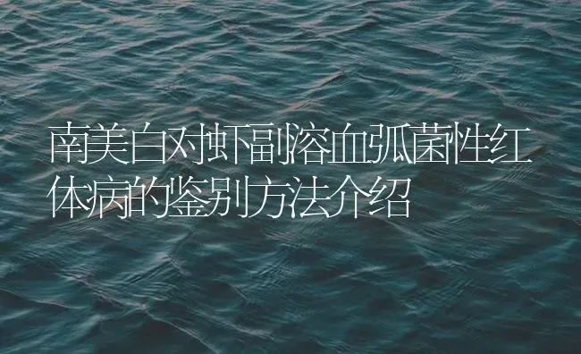南美白对虾副溶血弧菌性红体病的鉴别方法介绍 | 海水养殖