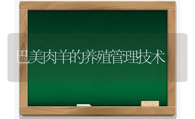 巴美肉羊的养殖管理技术 | 家畜养殖