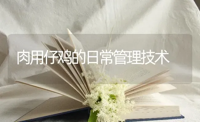 肉用仔鸡的日常管理技术 | 家禽养殖