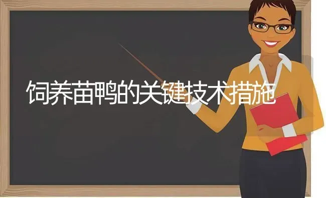 饲养苗鸭的关键技术措施 | 家禽养殖