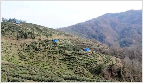 茶园如何养鸡？这五大要点值得学习！ | 养殖动物技术