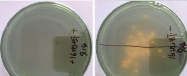 秋风起，弧菌成为南美白对虾养殖的头等大敌