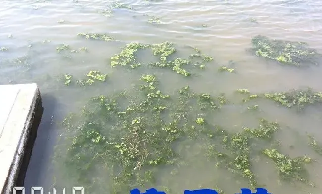 河蟹池塘处理青苔一例介绍